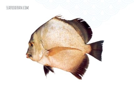 عروس ماهی نواری