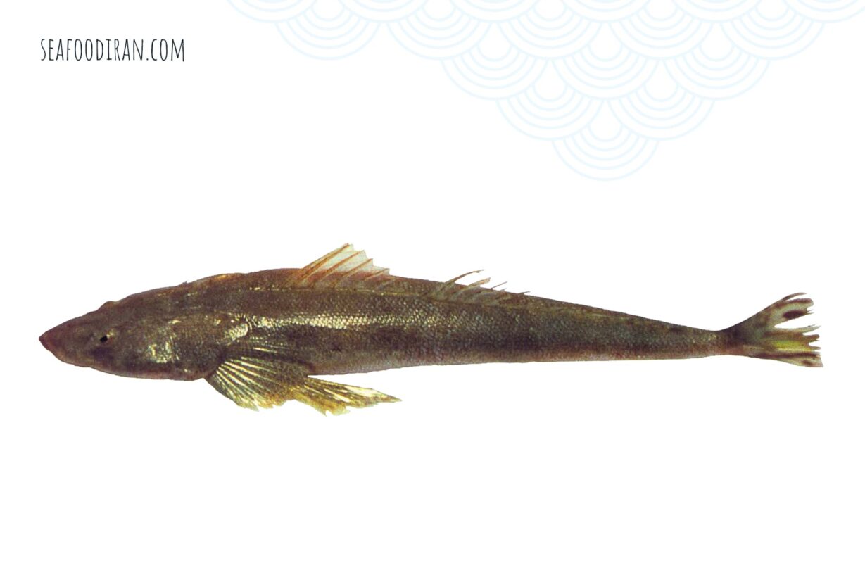 bartail flathead