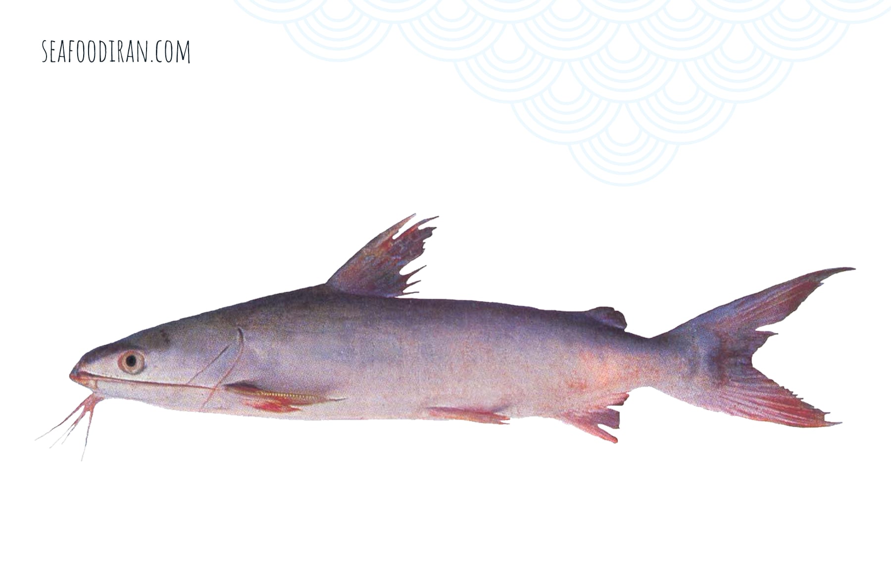 blacktip sea catfish