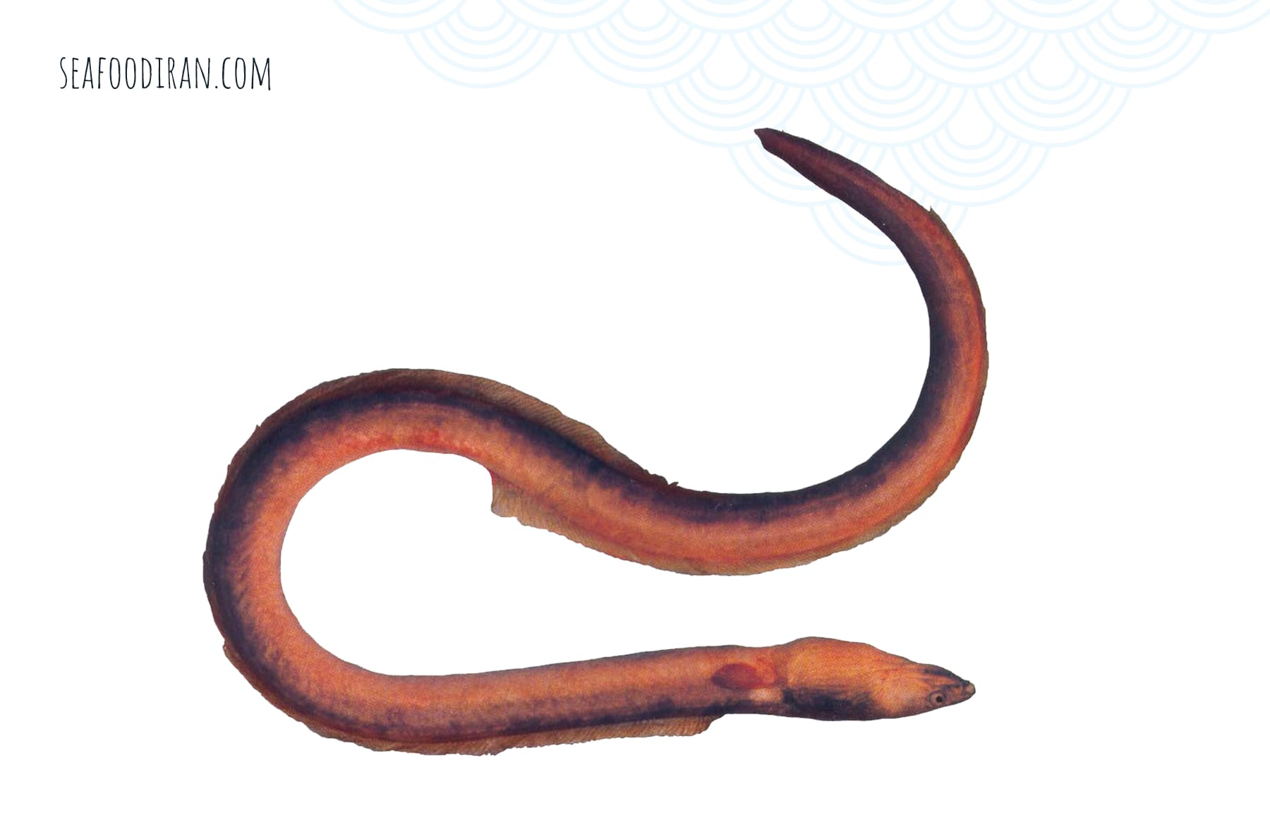 bluntnose snake eel