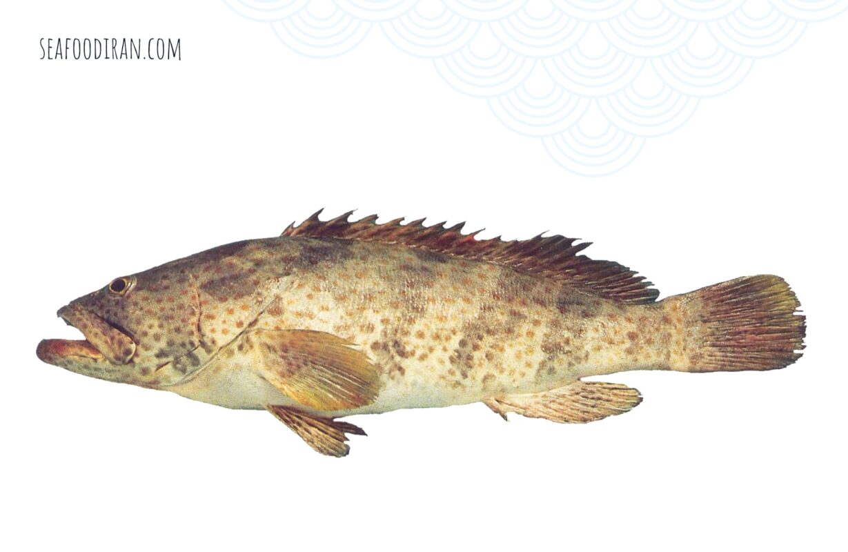 epaulet grouper 1