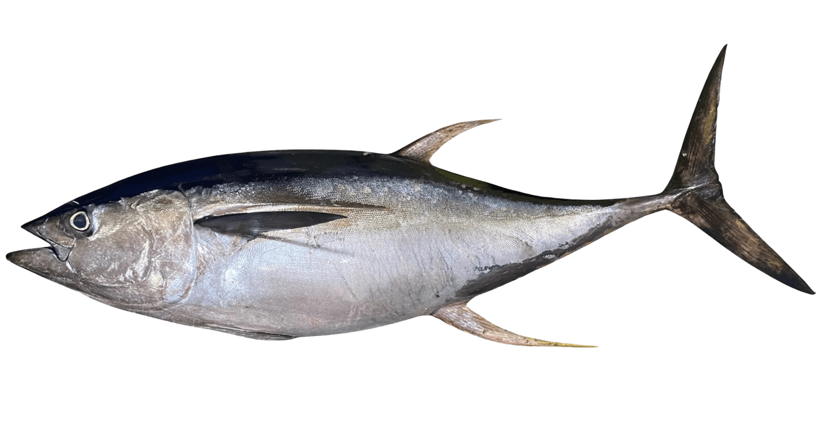 fish 02