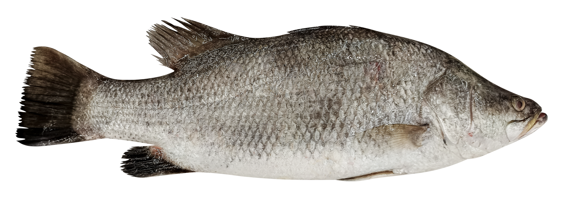 fish 03