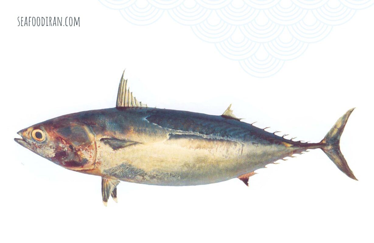 frigate tuna