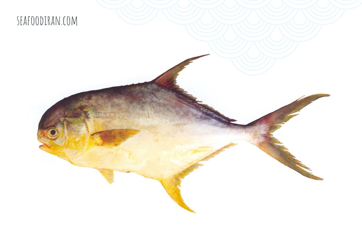 indian pompano