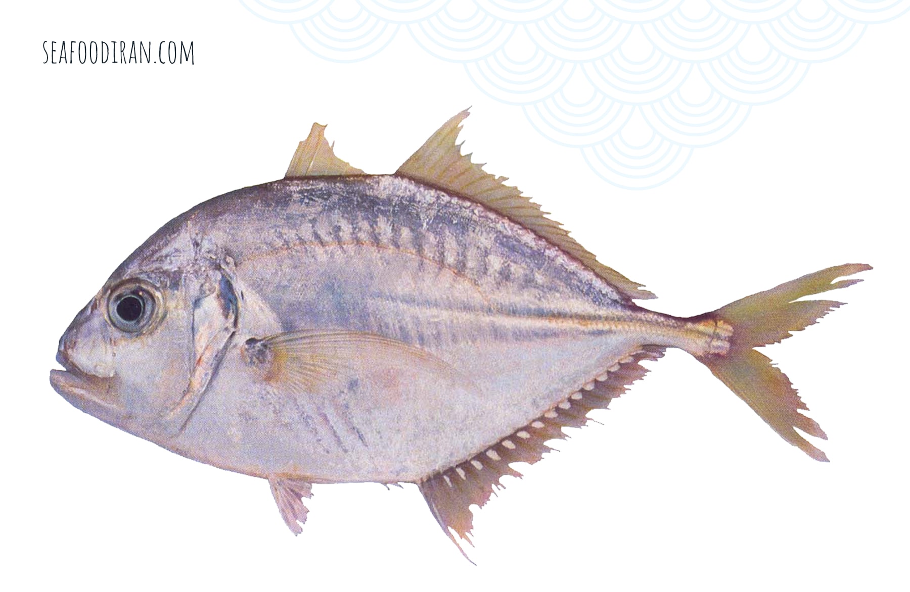 malabar trevally