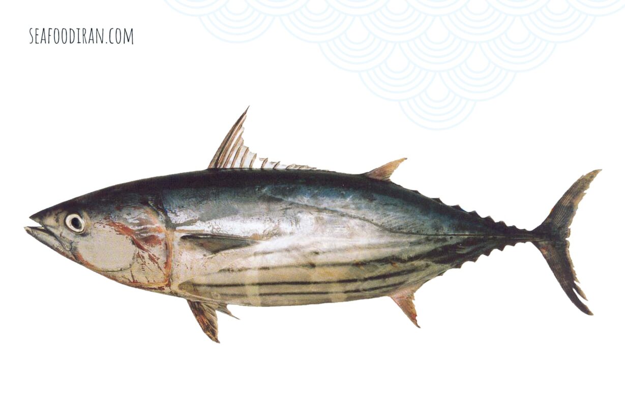 skipjack tuna