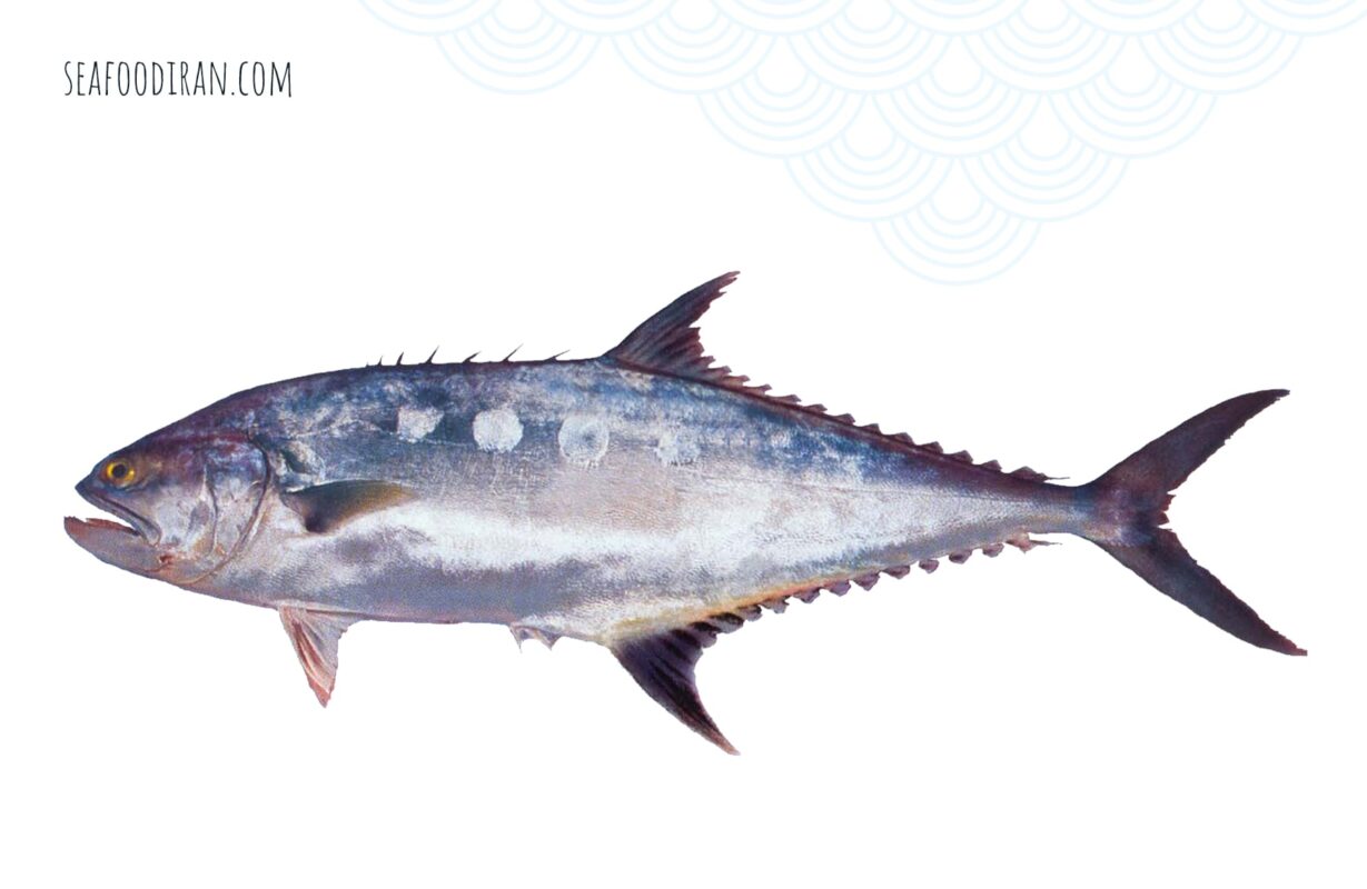talang queenfish