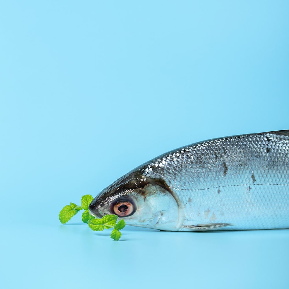 fish 01