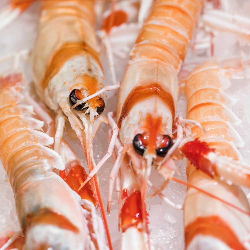 shrimp